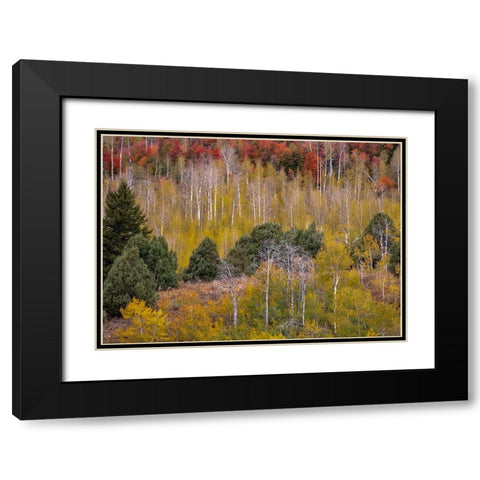USA-Idaho-Highway 36 west of Liberty and hillsides covered with Canyon Maple and Aspens in autumn Black Modern Wood Framed Art Print with Double Matting by Gulin, Sylvia