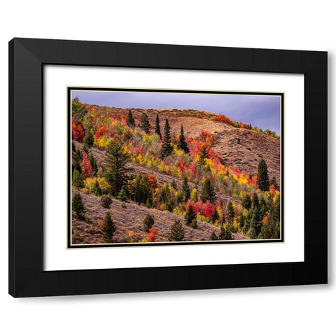 USA-Idaho-St Charles-hillside along dirt road 411 and Fall colored Canyon Maples in Reds Black Modern Wood Framed Art Print with Double Matting by Gulin, Sylvia