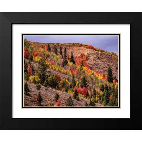USA-Idaho-St Charles-hillside along dirt road 411 and Fall colored Canyon Maples in Reds Black Modern Wood Framed Art Print with Double Matting by Gulin, Sylvia