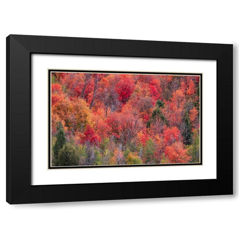 USA-Idaho-St Charles-hillside along dirt road 411 and Fall colored Canyon Maples in Reds Black Modern Wood Framed Art Print with Double Matting by Gulin, Sylvia