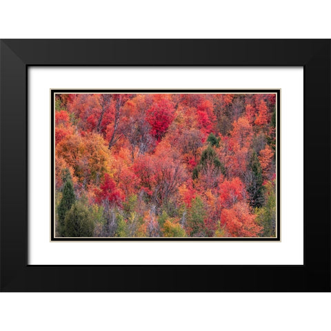 USA-Idaho-St Charles-hillside along dirt road 411 and Fall colored Canyon Maples in Reds Black Modern Wood Framed Art Print with Double Matting by Gulin, Sylvia