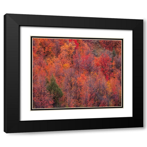 USA-Idaho-St Charles-hillside along dirt road 411 and Fall colored Canyon Maples in Reds Black Modern Wood Framed Art Print with Double Matting by Gulin, Sylvia