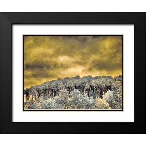 USA-Idaho-Aspens a with clouds Black Modern Wood Framed Art Print with Double Matting by Eggers, Terry