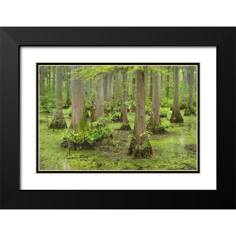 Cypress trees in Heron Pond-Cache River State Natural Area-Illinois Black Modern Wood Framed Art Print with Double Matting by Majchrowicz, Alan
