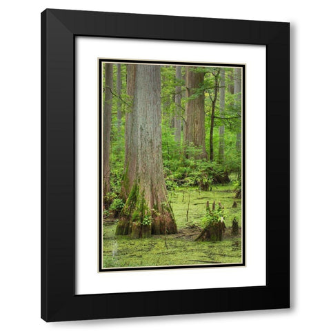 Cypress trees in Heron Pond-Cache River State Natural Area-Illinois Black Modern Wood Framed Art Print with Double Matting by Majchrowicz, Alan