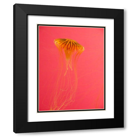 Jellyfish-Shedd Aquarium-Chicago-Illinois-USA Black Modern Wood Framed Art Print with Double Matting by Miller, Anna