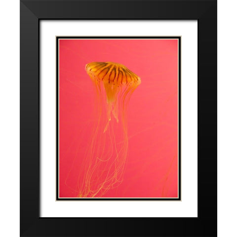 Jellyfish-Shedd Aquarium-Chicago-Illinois-USA Black Modern Wood Framed Art Print with Double Matting by Miller, Anna