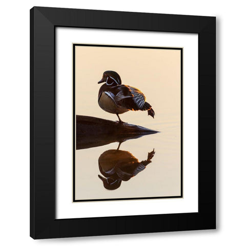 Wood Duck (Aix sponsa) male on log stretching in wetland at sunrise-Marion County-Illinois Black Modern Wood Framed Art Print with Double Matting by Day, Richard and Susan