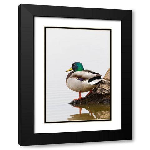 Mallard (Anas platyrhynchos) male on log in wetland-Marion County-Illinois Black Modern Wood Framed Art Print with Double Matting by Day, Richard and Susan