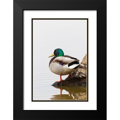 Mallard (Anas platyrhynchos) male on log in wetland-Marion County-Illinois Black Modern Wood Framed Art Print with Double Matting by Day, Richard and Susan
