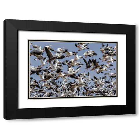 Snow Geese (Anser caerulescens) in flight-Marion County-Illinois Black Modern Wood Framed Art Print with Double Matting by Day, Richard and Susan