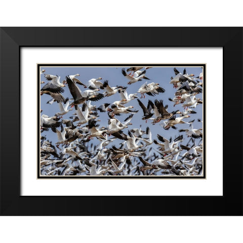 Snow Geese (Anser caerulescens) in flight-Marion County-Illinois Black Modern Wood Framed Art Print with Double Matting by Day, Richard and Susan