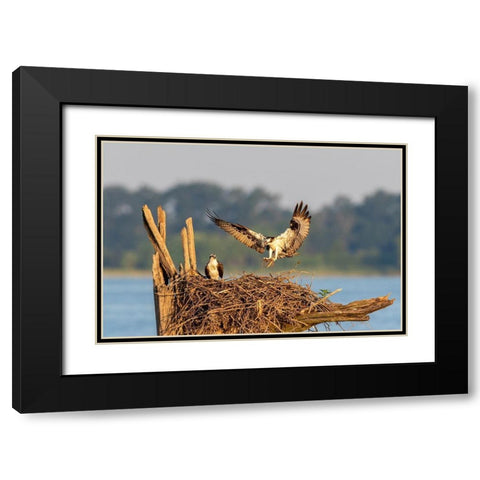Osprey (Pandion haliaetus) landing at nest Rend Lake Jefferson County-Illinois Black Modern Wood Framed Art Print with Double Matting by Day, Richard and Susan
