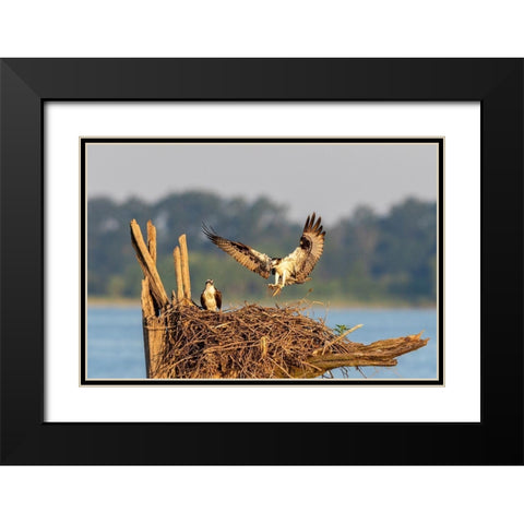 Osprey (Pandion haliaetus) landing at nest Rend Lake Jefferson County-Illinois Black Modern Wood Framed Art Print with Double Matting by Day, Richard and Susan