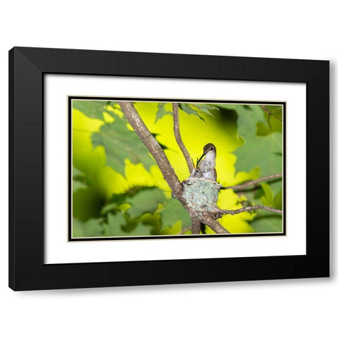 Ruby-throated Hummingbird female feeding young at nest-Marion County-Illinois Black Modern Wood Framed Art Print with Double Matting by Day, Richard and Susan