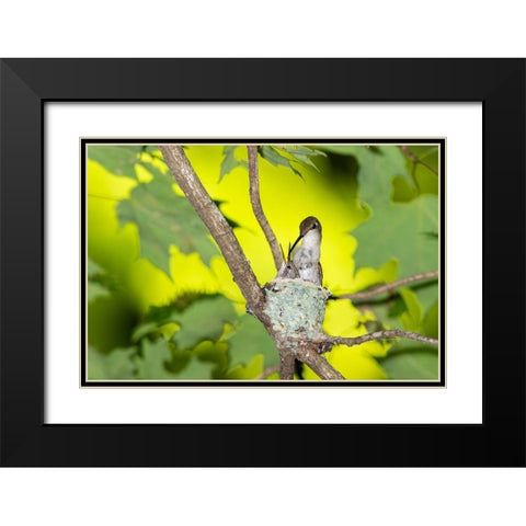 Ruby-throated Hummingbird female feeding young at nest-Marion County-Illinois Black Modern Wood Framed Art Print with Double Matting by Day, Richard and Susan