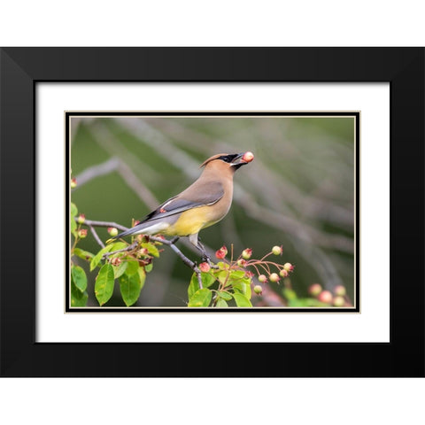 Cedar Waxwing eating berry in Serviceberry Bush (Amelanchier canadensis)-Marion County-Illinois Black Modern Wood Framed Art Print with Double Matting by Day, Richard and Susan