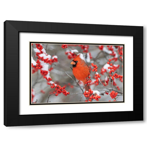 Northern Cardinal male in Winterberry bush in winter-Marion County-Illinois Black Modern Wood Framed Art Print with Double Matting by Day, Richard and Susan