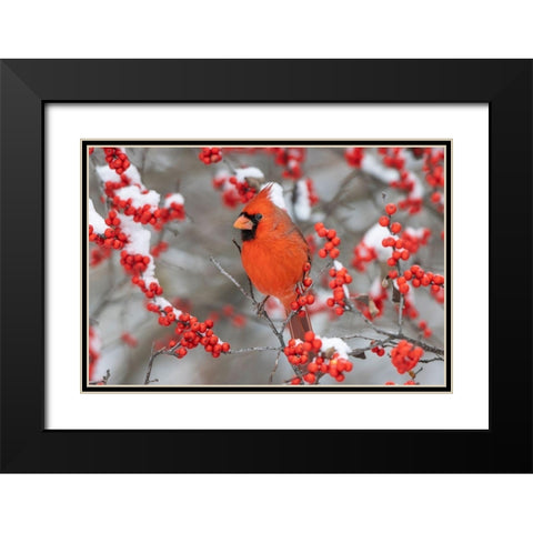 Northern Cardinal male in Winterberry bush in winter-Marion County-Illinois Black Modern Wood Framed Art Print with Double Matting by Day, Richard and Susan