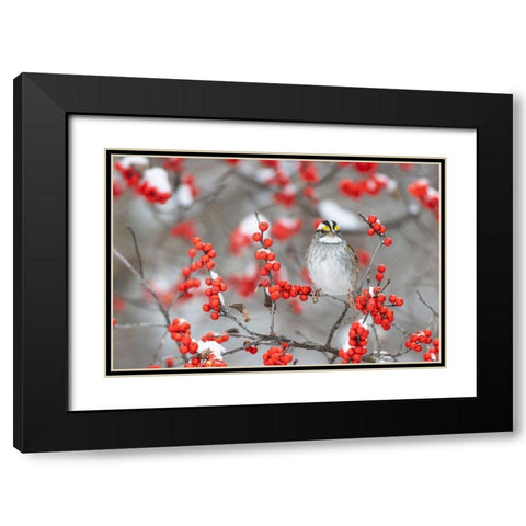 White-throated Sparrow in Winterberry bush in winter-Marion County-Illinois Black Modern Wood Framed Art Print with Double Matting by Day, Richard and Susan