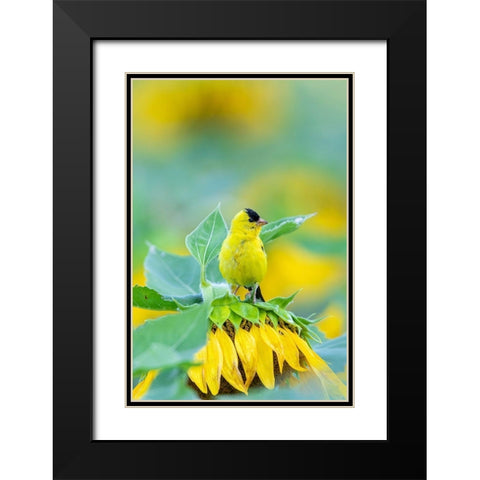 American Goldfinch male on Sunflower Sam Parr St Pk Jasper County-Illinois Black Modern Wood Framed Art Print with Double Matting by Day, Richard and Susan