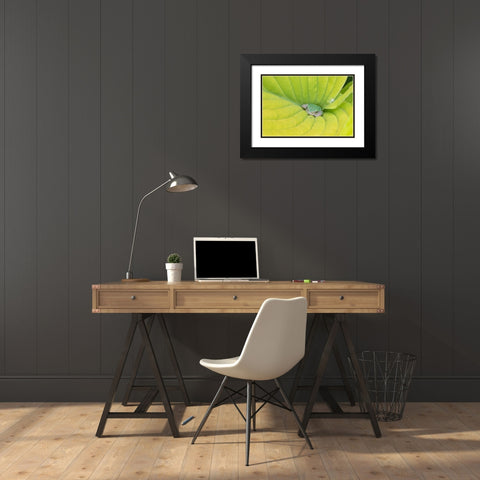 Gray Treefrog (Hyla versicolor) in hosta leaf-Marion County-Illinois Black Modern Wood Framed Art Print with Double Matting by Day, Richard and Susan