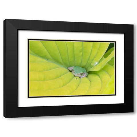 Gray Treefrog (Hyla versicolor) in hosta leaf-Marion County-Illinois Black Modern Wood Framed Art Print with Double Matting by Day, Richard and Susan