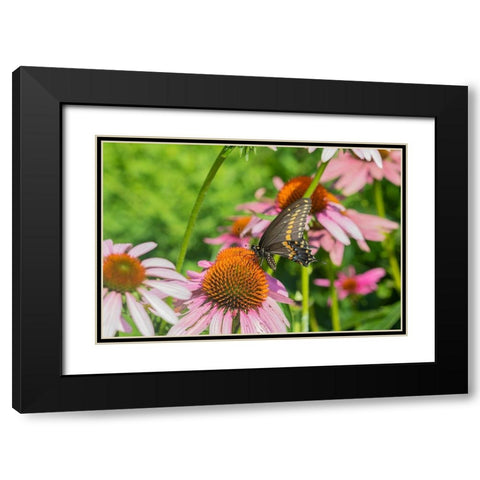 Black Swallowtail male on Purple Coneflower -Marion County-Illinois Black Modern Wood Framed Art Print with Double Matting by Day, Richard and Susan