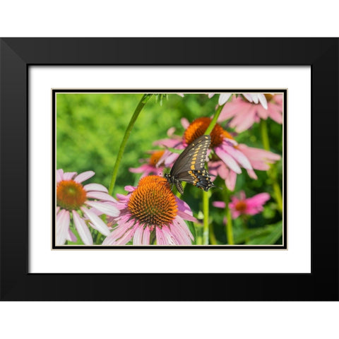 Black Swallowtail male on Purple Coneflower -Marion County-Illinois Black Modern Wood Framed Art Print with Double Matting by Day, Richard and Susan