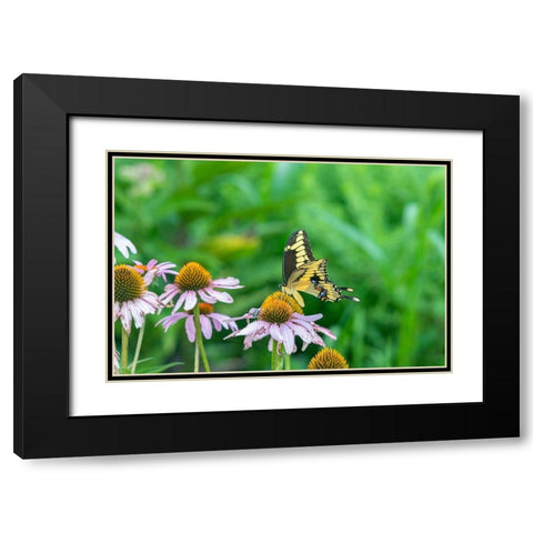 Giant Swallowtail on Purple Coneflower -Marion County-Illinois Black Modern Wood Framed Art Print with Double Matting by Day, Richard and Susan