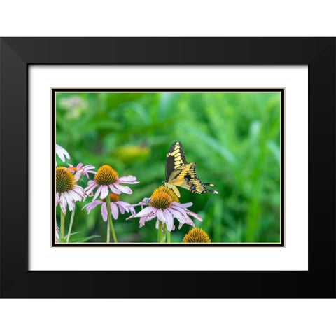 Giant Swallowtail on Purple Coneflower -Marion County-Illinois Black Modern Wood Framed Art Print with Double Matting by Day, Richard and Susan