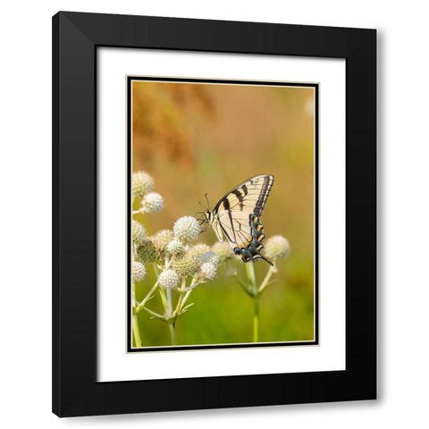 Eastern Tiger Swallowtail on Rattlesnake Master (Eryngium yuccifolium)-Marion County-Illinois Black Modern Wood Framed Art Print with Double Matting by Day, Richard and Susan