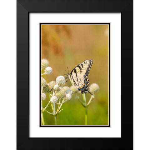 Eastern Tiger Swallowtail on Rattlesnake Master (Eryngium yuccifolium)-Marion County-Illinois Black Modern Wood Framed Art Print with Double Matting by Day, Richard and Susan
