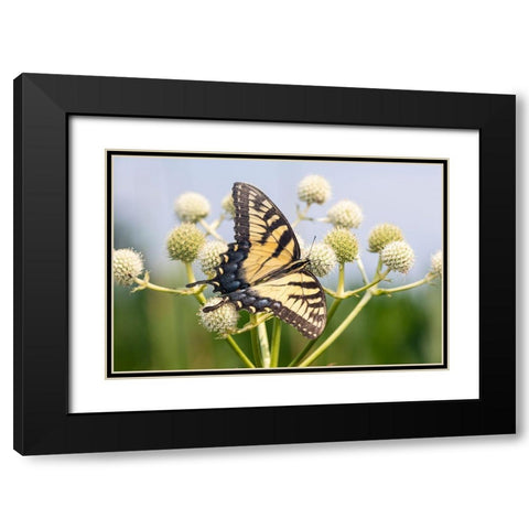 Eastern Tiger Swallowtail on Rattlesnake Master (Eryngium yuccifolium)-Marion County-Illinois Black Modern Wood Framed Art Print with Double Matting by Day, Richard and Susan