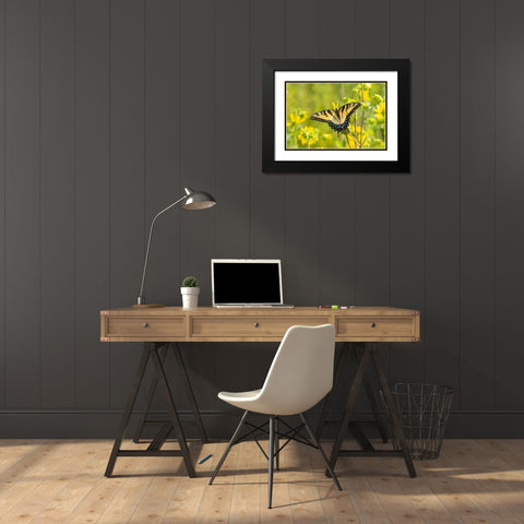 Eastern Tiger Swallowtail on Rosin Weed (Silphium integrifolium)-Marion County-Illinois Black Modern Wood Framed Art Print with Double Matting by Day, Richard and Susan