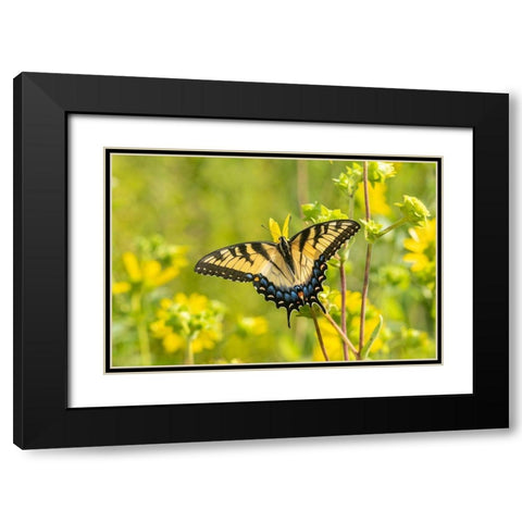 Eastern Tiger Swallowtail on Rosin Weed (Silphium integrifolium)-Marion County-Illinois Black Modern Wood Framed Art Print with Double Matting by Day, Richard and Susan