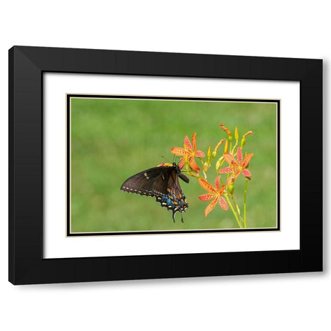 Eastern Tiger Swallowtail female on Blackberry Lily (Belamcanda chinensis)-Marion County-Illinois Black Modern Wood Framed Art Print with Double Matting by Day, Richard and Susan