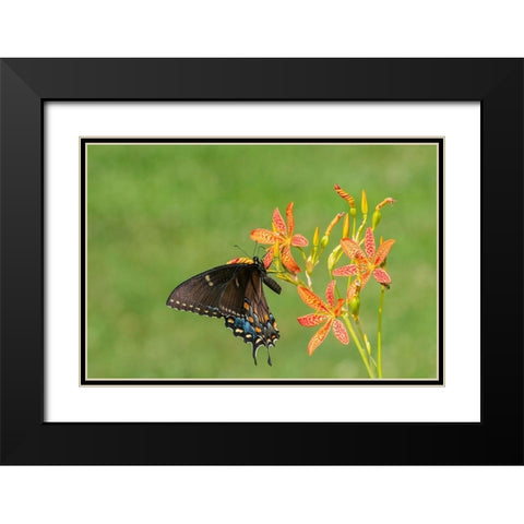 Eastern Tiger Swallowtail female on Blackberry Lily (Belamcanda chinensis)-Marion County-Illinois Black Modern Wood Framed Art Print with Double Matting by Day, Richard and Susan