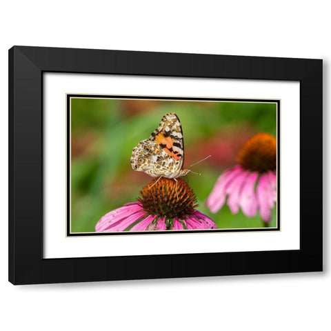 Painted Lady (Vanessa cardui) on Purple Coneflower -Marion County-Illinois Black Modern Wood Framed Art Print with Double Matting by Day, Richard and Susan