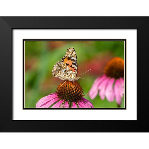 Painted Lady (Vanessa cardui) on Purple Coneflower -Marion County-Illinois Black Modern Wood Framed Art Print with Double Matting by Day, Richard and Susan