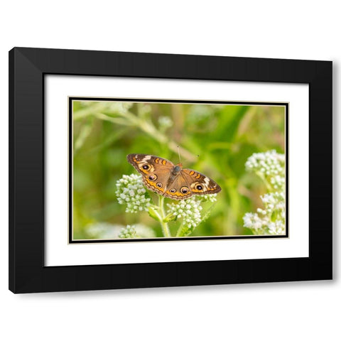 Common Buckeye (Junonia coenia) on Common Boneset (Eupatorium perfoliatum)-Marion County-Illinois Black Modern Wood Framed Art Print with Double Matting by Day, Richard and Susan