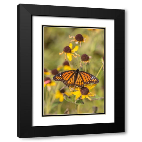 Viceroy (Limenitis arthemis) on Sneezeweed (Helenium sp)-Effingham County-Illinois Black Modern Wood Framed Art Print with Double Matting by Day, Richard and Susan