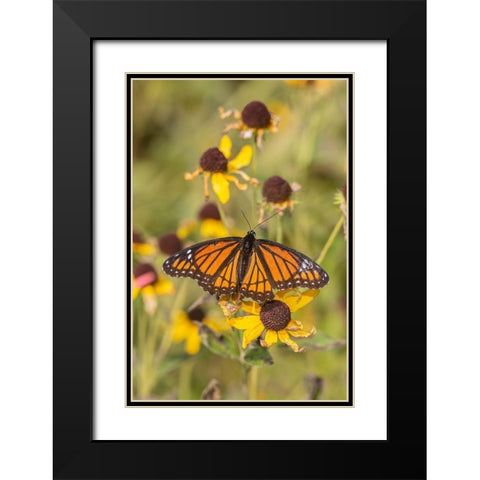 Viceroy (Limenitis arthemis) on Sneezeweed (Helenium sp)-Effingham County-Illinois Black Modern Wood Framed Art Print with Double Matting by Day, Richard and Susan