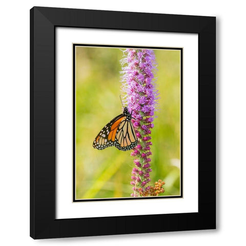 Monarch (Danaus plexippus) on Prairie Blazing Star (Liatris pycnostachya) Clinton County-Illinois Black Modern Wood Framed Art Print with Double Matting by Day, Richard and Susan
