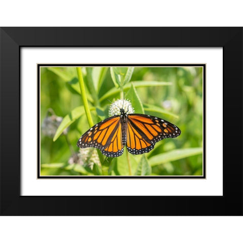 Monarch (Danaus plexippus) on Rattlesnake Master (Eryngium yuccifolium)-Marion County-Illinois Black Modern Wood Framed Art Print with Double Matting by Day, Richard and Susan