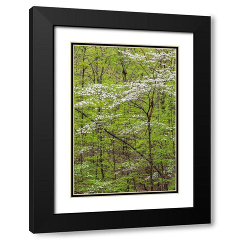 Flowering Dogwood Tree in spring Stephen A Forbes State Recreation Area-Marion County-Illinois Black Modern Wood Framed Art Print with Double Matting by Day, Richard and Susan