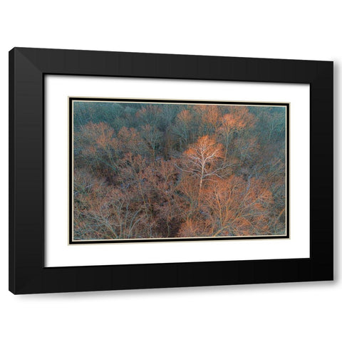 Aerial view of lone Sycamore tree in winter woods-Marion County-Illinois Black Modern Wood Framed Art Print with Double Matting by Day, Richard and Susan
