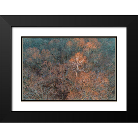 Aerial view of lone Sycamore tree in winter woods-Marion County-Illinois Black Modern Wood Framed Art Print with Double Matting by Day, Richard and Susan