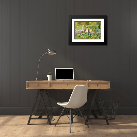 Cedar Waxwings exchanging berry in Serviceberry Bush Black Modern Wood Framed Art Print with Double Matting by Day, Richard and Susan