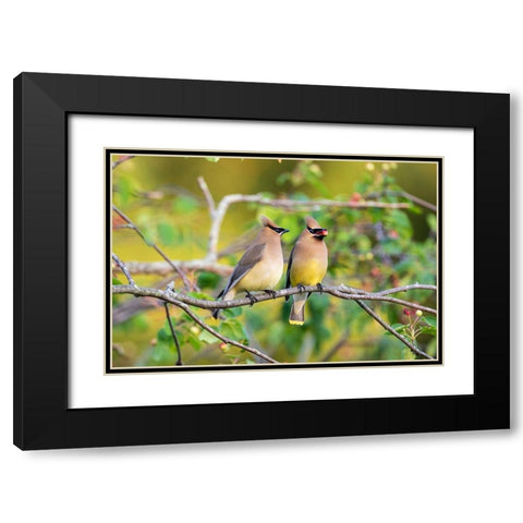 Cedar Waxwings exchanging berry in Serviceberry Bush Black Modern Wood Framed Art Print with Double Matting by Day, Richard and Susan